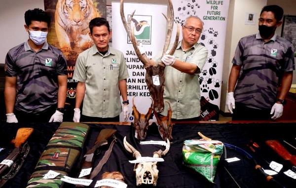 Kedah Perhilitan nabs six, seizes parts of protected animals in Sik